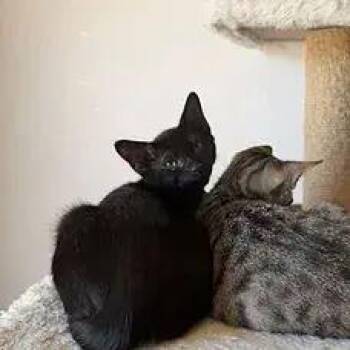 Huntrix -  Domestic Short Hair Cat for Adoption in Albuquerque, New Mexico - Huntrix | PetCurious