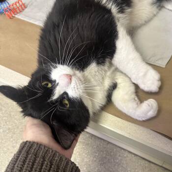 Domestic Short Hair Cats Available for Adoption in New York, New York - Eric | PetCurious