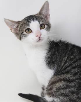 Tabby and Turkish Van Cats Available for Adoption - Ron Weasley! Wonderful Wonderful Wonderful - Even If Name Is Sil | PetCurious