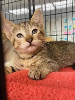 Aaliyah -  Domestic Short Hair Cat for Adoption in Lockhart, Texas - Aaliyah | PetCurious