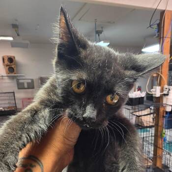 Flora -  Domestic Short Hair Cat for Adoption in Leander, Texas - Flora | PetCurious