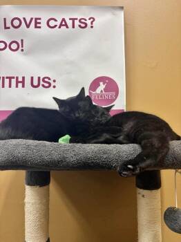 Wave -  Domestic Short Hair Cat for Adoption in Chicago, Illinois - Wave | PetCurious
