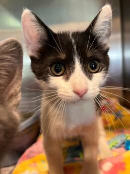 Domestic Short Hair Cats Available for Adoption in Peru, New York - Pork Chop | PetCurious
