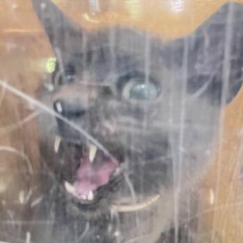 Cecilli -  Domestic Short Hair Cat for Adoption in Philadelphia, Pennsylvania - Cecilli | PetCurious