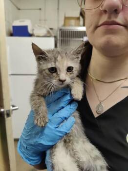 Levvy -  Domestic Short Hair Cat for Adoption in Fruit Heights, Utah - Levvy | PetCurious