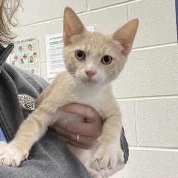 Firefly -  Domestic Short Hair Cat for Adoption in Wheaton, Illinois - Firefly | PetCurious