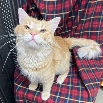 Abracadabra -  Domestic Medium Hair Cat for Adoption in Fairmont, Minnesota - Abracadabra | PetCurious
