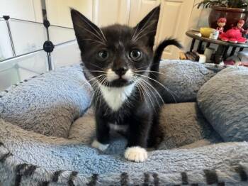 Tongs -  Domestic Short Hair Cat for Adoption in Oak Park, Michigan - Tongs | PetCurious