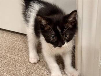 Domestic Short Hair Cats Available for Adoption in Palo Alto, California - BANDIT | PetCurious