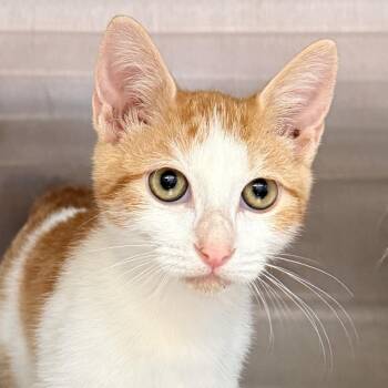 Ash -  Domestic Short Hair Cat for Adoption in Palm Springs, California - Ash | PetCurious