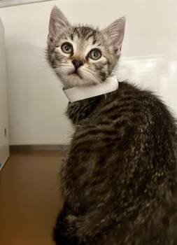 Domestic Short Hair Cats Available for Adoption in San Francisco, California - MARK | PetCurious