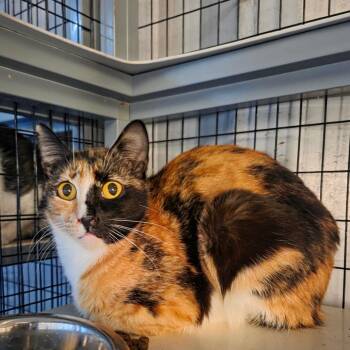 Empanada -  Domestic Short Hair Cat for Adoption in Redwood Valley, California - Empanada | PetCurious
