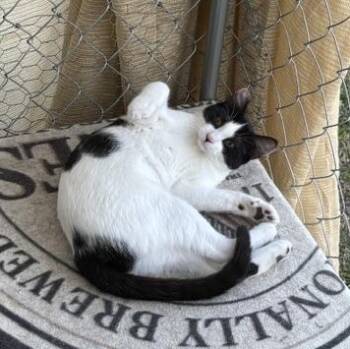 Tilly -  Domestic Short Hair Cat for Adoption in Springfield, Oregon - Tilly | PetCurious