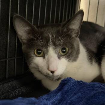 Hitachi -  Domestic Medium Hair Cat for Adoption in Hampton Bays, New York - Hitachi | PetCurious