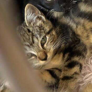 Mannie -  Domestic Short Hair Cat for Adoption in Jeffersonville, Indiana - Mannie | PetCurious