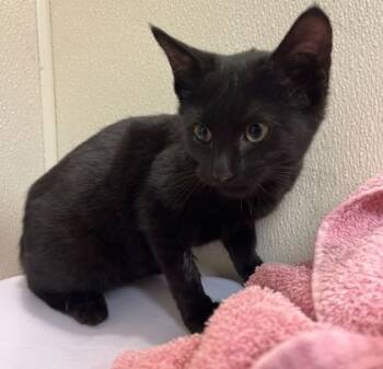 Rescue Domestic Short Hair Cats for Adoption in Bryan, Texas - 59839143 | PetCurious