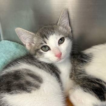 Blast -  American Shorthair and Manx Cat for Adoption in Asheville, North Carolina - Blast | PetCurious