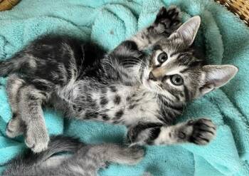 American Shorthair Cats Available for Adoption in Lemoyne, Pennsylvania - Casey (a Little Mama