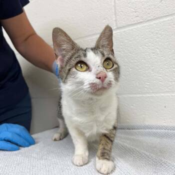 SVAS-Stray-38784 -  Domestic Short Hair Cat for Adoption in Lyndhurst, Virginia - SVAS-Stray-38784 | PetCurious