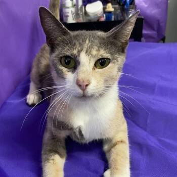 Latke -  Domestic Short Hair Cat for Adoption in North Myrtle Beach, South Carolina - Latke | PetCurious