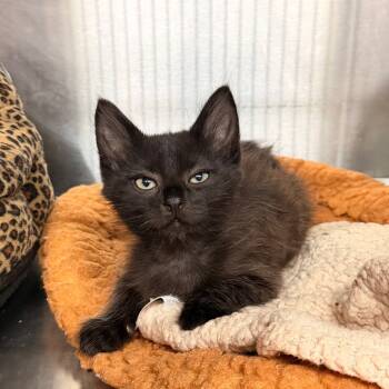 Rescue Domestic Short Hair Cats for Adoption in Spokane, Washington - Wulf | PetCurious