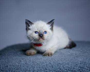 Siamese and Domestic Medium Hair Cats Available for Adoption in Bethel Park, Pennsylvania - Nova | PetCurious