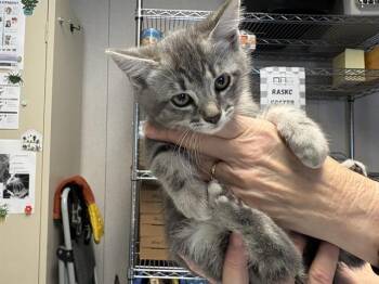 SMOKE -  Domestic Short Hair Cat for Adoption in Kent, Washington - SMOKE | PetCurious
