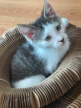 Heathcliff -  Domestic Short Hair Cat for Adoption in Concord, North Carolina - Heathcliff | PetCurious