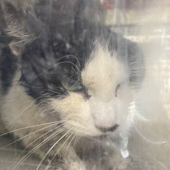 Rescue Domestic Short Hair Cats for Adoption in Philadelphia, Pennsylvania - Dr Baller | PetCurious