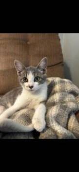 Buddy Marilyn -  Domestic Short Hair Cat for Adoption in Newport, Kentucky - Buddy Marilyn | PetCurious