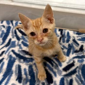 Biscuit -  Domestic Short Hair Cat for Adoption in Long Beach, California - Biscuit | PetCurious