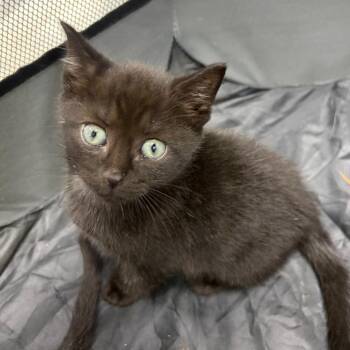 Captain -  Domestic Short Hair Cat for Adoption in Mocksville, North Carolina - Captain | PetCurious
