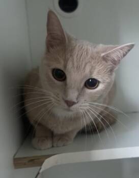 Penny -  Domestic Short Hair Cat for Adoption in Palm Coast, Florida - Penny | PetCurious
