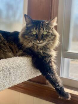 Rescue Domestic Long Hair Cats for Adoption in Plainville, Massachusetts - Esmerelda | PetCurious