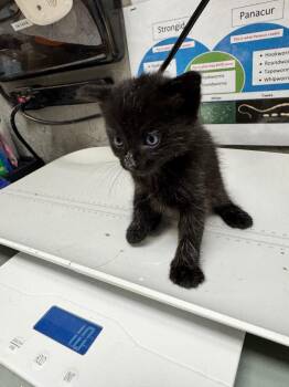 Rembrandt -  Domestic Short Hair Cat for Adoption in Shelbyville, Tennessee - Rembrandt | PetCurious