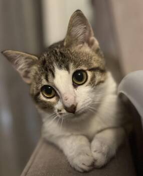 Rescue Domestic Short Hair Cats for Adoption in Chickamauga, Georgia - Sam | PetCurious