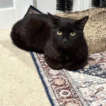 Pilot -  Domestic Short Hair Cat for Adoption in Ruther Glen, Virginia - Pilot | PetCurious