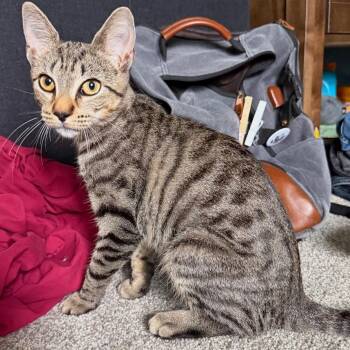 Autumn Hoya -  Domestic Short Hair Cat for Adoption in Potomac, Maryland - Autumn Hoya | PetCurious