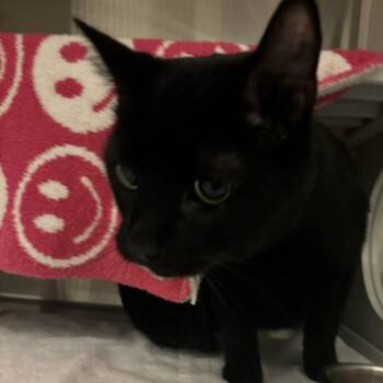 Walter -  Domestic Short Hair Cat for Adoption in Council Bluffs, Iowa - Walter | PetCurious