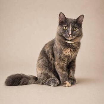 Rumi -  Calico Cat for Adoption in Calimesa, California - Rumi | PetCurious