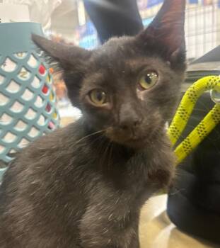 Rescue Domestic Short Hair Cats for Adoption in Lemont, Illinois - Kalil | PetCurious