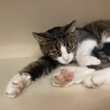 Rescue Domestic Short Hair Cats for Adoption in Dayton, Ohio - Shianne | PetCurious