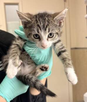 PEDRO -  Domestic Short Hair Cat for Adoption in Riverside, California - PEDRO | PetCurious