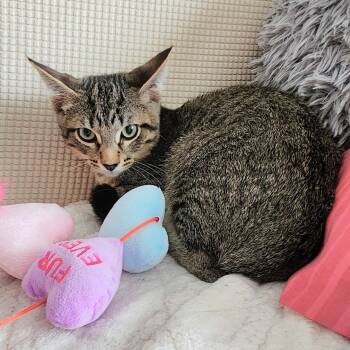 Grayson -  Tabby and Domestic Short Hair Cat for Adoption in Lombard, Illinois - Grayson | PetCurious