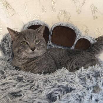 Heimlich -  Domestic Short Hair Cat for Adoption in Riverwoods, Illinois - Heimlich | PetCurious