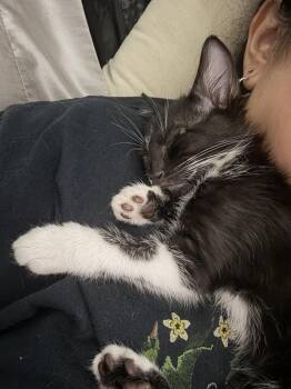 Saroo -  Domestic Short Hair Cat for Adoption in Dallas, Texas - Saroo | PetCurious