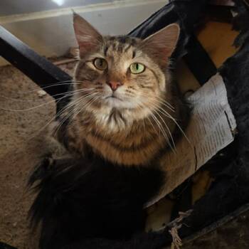 Romey -  Domestic Medium Hair Cat Available for Adoption in Marshall, Texas - Romey | PetCurious