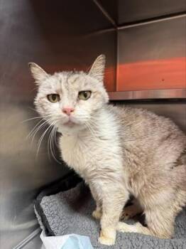 TOM TOM -  Domestic Short Hair Cat for Adoption in Louisville, Kentucky - TOM TOM | PetCurious