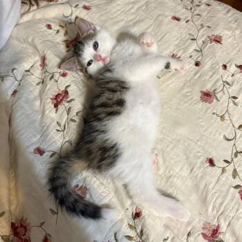 Aurora -  Domestic Medium Hair Cat Available for Adoption in Crookston, Minnesota - Aurora | PetCurious
