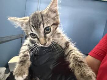 MIZAR -  Domestic Short Hair Cat for Adoption in San Bernardino, California - MIZAR | PetCurious